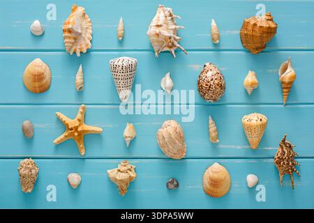 Assortimento conchiglie su legno blu, fondo marino Foto Stock
