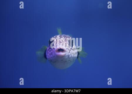 Brown puffer o puffer di colore marrone o marrone dog-pesce, o cane oculare-pesci Foto Stock