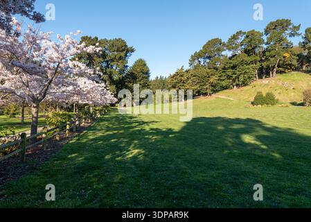 Primavera all'Halswell Quarry Park, Christchurch, nuova Zelanda. Foto Stock