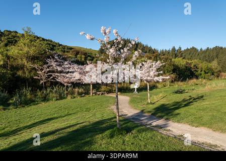Primavera all'Halswell Quarry Park, Christchurch, nuova Zelanda. Foto Stock