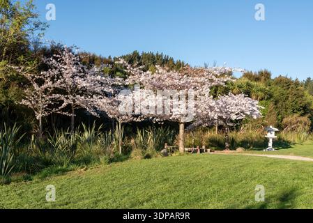 Primavera all'Halswell Quarry Park, Christchurch, nuova Zelanda. Foto Stock