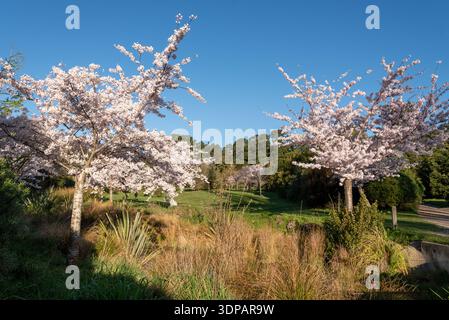 Primavera all'Halswell Quarry Park, Christchurch, nuova Zelanda. Foto Stock