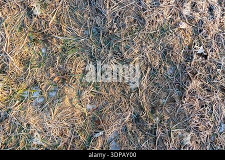 Erba ricoperta di gelo e terreno ghiacciato catturati alla luce del mattino presto, mostrando texture invernali e variazioni stagionali Foto Stock