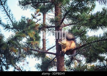 Scoiattolo rosso zenzero su rami di pino nella foresta d'autunno Foto Stock