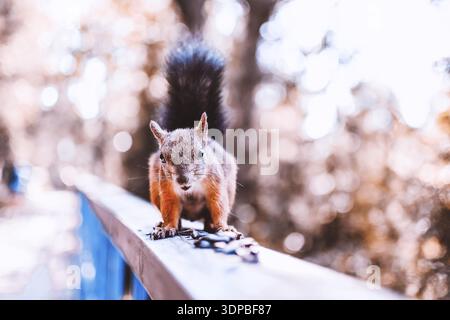 Funny scoiattolo rosso su un corrimano in legno con semi Foto Stock