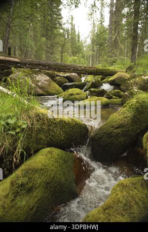 Acqua che scorre sopra pietre ricoperte di muschio Foto Stock