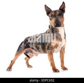 Miniatura bull terrier di fronte a uno sfondo bianco Foto Stock