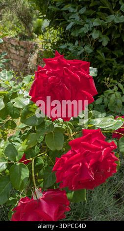 Elegante fiore di rosa con luce naturale soffusa Foto Stock