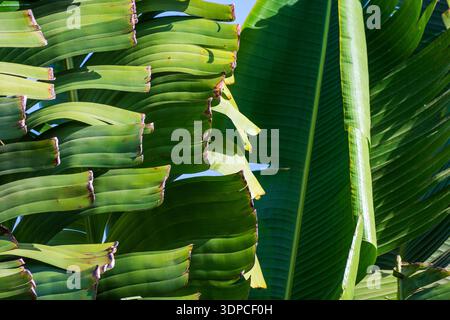 Foglie di palma di banana verde fresca (Musa) che mostrano una consistenza e un motivo naturali alla luce del sole Foto Stock