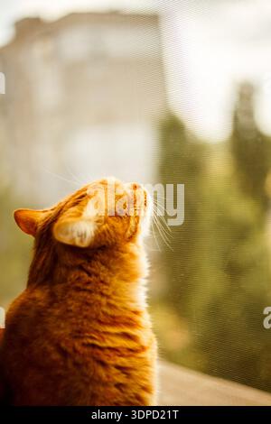 Gatto tabby marrone zenzero con occhi verdi guarda fuori dalla finestra Foto Stock
