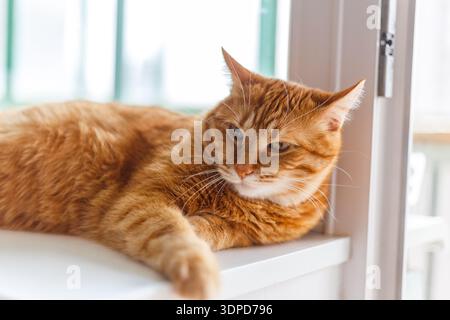 Simpatico gatto di zenzero steso sul davanzale della finestra Foto Stock