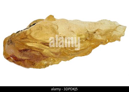 rame dal Madagascar isolato su sfondo bianco Foto Stock