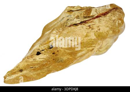 rame dal Madagascar isolato su sfondo bianco Foto Stock