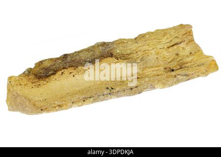 rame dal Madagascar isolato su sfondo bianco Foto Stock