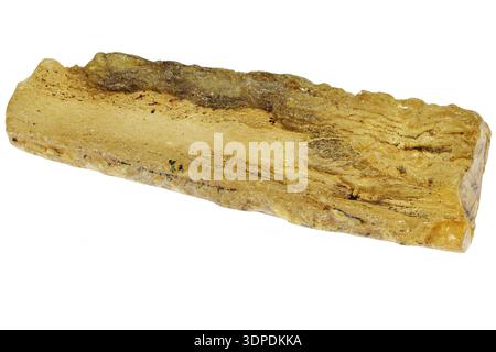 rame dal Madagascar isolato su sfondo bianco Foto Stock