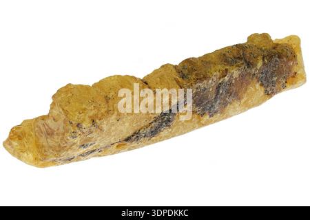 rame dal Madagascar isolato su sfondo bianco Foto Stock