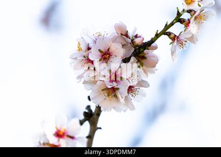 I fiori di mandorle (Prunus dulcis) si chiudono isolati su un fondo morbido Foto Stock
