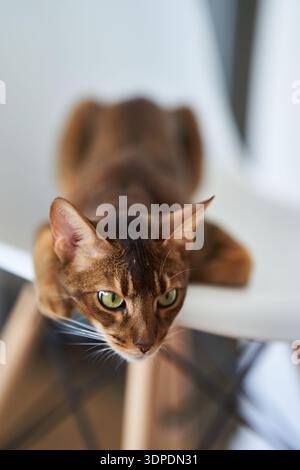 Bel gatto bengala seduto su una sedia Foto Stock