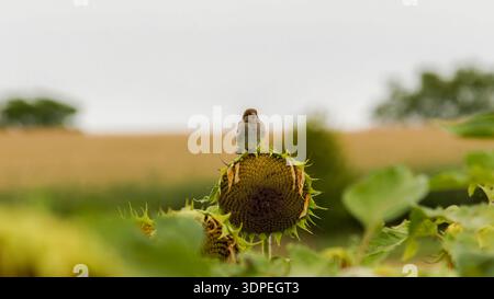 Passero aruota arroccato su un girasole maturo in un campo rurale Foto Stock