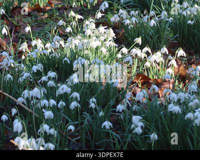 Un tappeto bianco di gocce di neve che annuiscono dolcemente in una tenuta di campagna inglese; febbraio in fiore a Lamport Hall, Northamptonshire Foto Stock