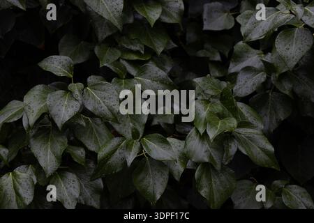 Foto macro full-frame di lussureggianti foglie di edera verde scuro (Hedera Helix) ricoperte di gocce di pioggia fresche, con texture dettagliate e un effetto moody naturale Foto Stock