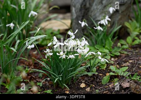 Un piccolo ammasso di gocce di neve di galanthus nivalis, che cresce tra le primrose nel giardino britannico di febbraio Foto Stock