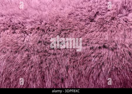 primo piano della vista dall'alto della pelliccia rosa Foto Stock