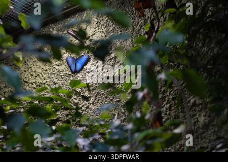 Farfalla morfo blu vibrante che poggia su una parete di cemento testurizzato, circondata da foglie tropicali verdi in un recinto dello zoo Foto Stock
