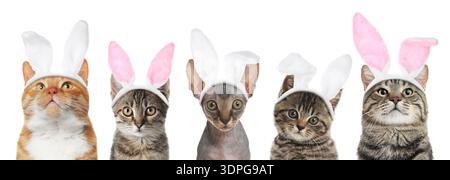 Simpatici gatti con orecchie coniglietto pasquale, fasce isolate su bianco, set Foto Stock