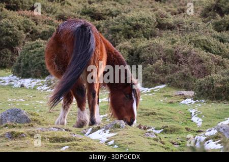 Pony selvaggio Carneddau che pascolano sulle montagne del parco nazionale di Snowdonia Foto Stock