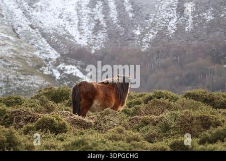 Maestoso e selvaggio pony Carneddau tra le montagne del parco nazionale di Snowdonia Foto Stock