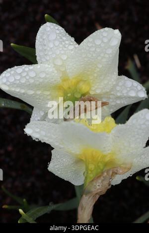 Narcisi bianche con centri gialli ricoperti di rugiada a Camden, Maine. Foto Stock