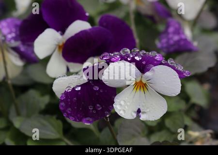 Fiore di pansia viola e bianco con rugiada sui petali a Camden, Maine. Foto Stock