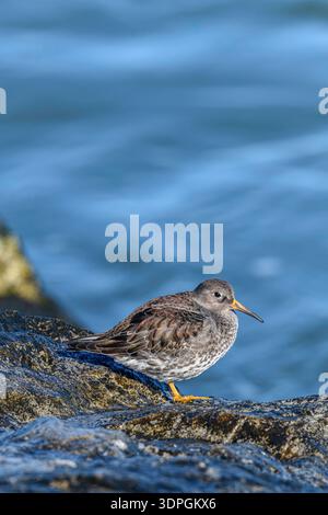 Un Sandpiper viola (Calidris maritima) che riposa sul molo di Barnegat Inlet, New Jersey. Questo piccolo e grintoso sandpiper sverna più a nord di Foto Stock