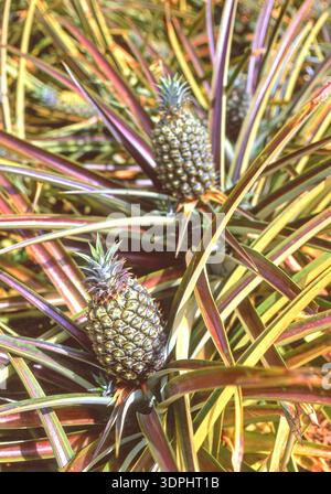 Ananassi cresce a Dole Plantation, Kamehameha Highway, Wahiawa, Honolulu Oahu, Hawaii, Stati Uniti d'America Foto Stock