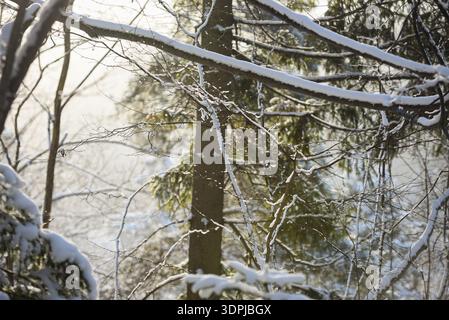 Primo piano di rami di alberi ricoperti di neve che brillano alla luce soffusa del sole invernale. Paesaggio boschivo naturale con rametti smerigliati e sfondo sempreverde, perfetto per Foto Stock