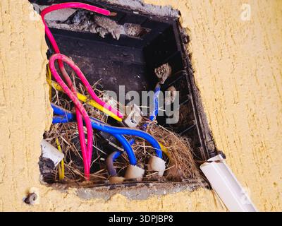 Sinai del Sud, Egitto, 17 gennaio 2026: Cablaggio elettrico esposto e potenzialmente pericoloso in un'apertura di parete danneggiata, con un nido di uccello intorno ai fili Foto Stock