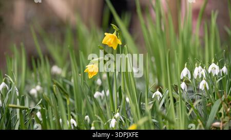 Uno scatto ravvicinato di narcisi gialli e di nevi bianche che fioriscono in un giardino, segnalando l'arrivo della primavera. Foto Stock