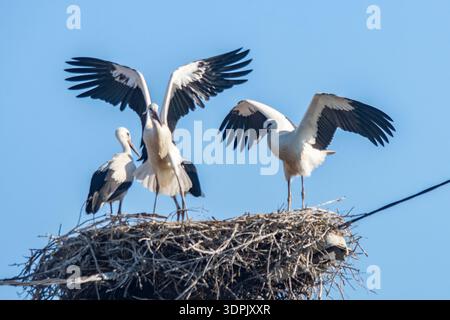Le giovani cicogne rimangono nel nido per molto tempo, perché ci vuole molto tempo per sviluppare le loro ali in modo che possano volare e tornare al nido di nuovo. Foto Stock