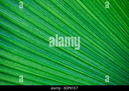 Foglia verde vibrante con venature naturali e goccioline d'acqua Foto Stock