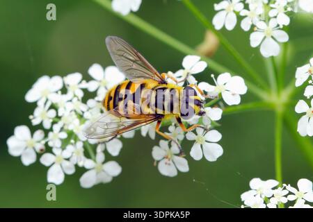 Batman Hoverfly o Sunfly dai capelli gialli, Myathropa florea, Sun Fly. Specie di hoverfly chiamate anche mosche floreali o scifedi. Foto Stock