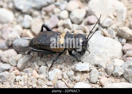 European Field Cricket, Gryllus campestris. Cantare nei prati nelle calde serate estive. Foto Stock