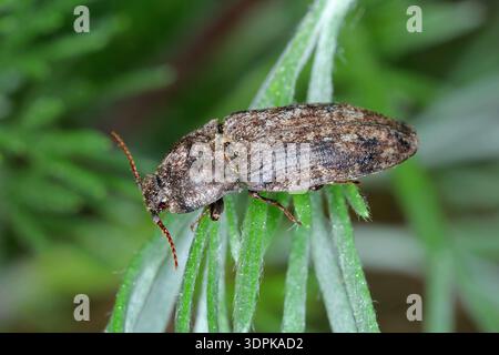 Lo scarabeo a forma di click dingy-bruno mosso, Agrypnus murinus è una specie di scarabeo a forma di click appartenente alla famiglia degli Elateridae, sottofamiglia degli Agrypninae. Foto Stock