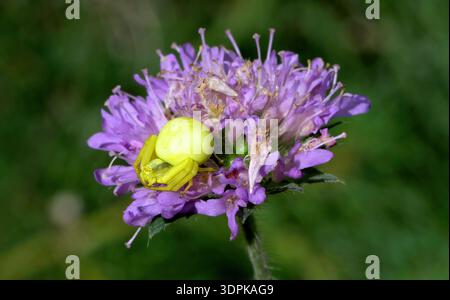 Ragno granchio d'oro o ragno fiorito, Misumena vatia aspetta un fiore per gli insetti per visitarlo. Foto Stock