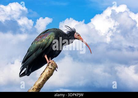 Il Northern Bald Ibis contro il cielo estivo. Questo uccello molto raro è indigeno del Nord Africa e ne sono rimasti pochissimi in natura. Ora è sul Foto Stock