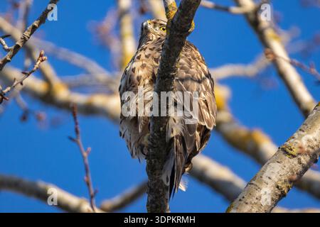 Un goshawk a Helsinki, in Finlandia Foto Stock