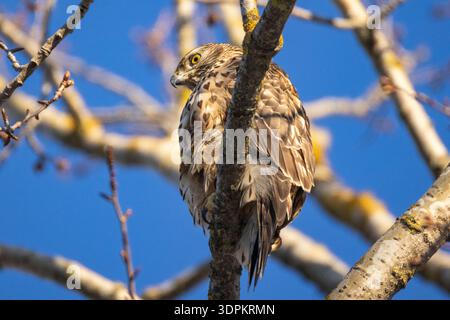 Un goshawk a Helsinki, in Finlandia Foto Stock