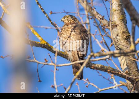 Un goshawk a Helsinki, in Finlandia Foto Stock