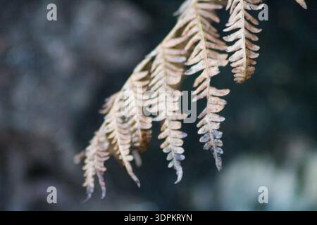 Primo piano di una foglia di felce dorata e appassita in autunno. Le delicate fronde seghettate scendono diagonalmente su uno sfondo morbido e sfocato. Foto Stock