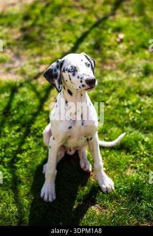 Un cucciolo dalmata è seduto sull'erba. Il cucciolo ha un naso nero e occhi blu Foto Stock